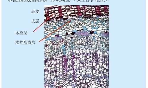中草药桑寄生的功效网—知名的桑寄生的药用网站,分享中草药桑寄生的功效是什么知识