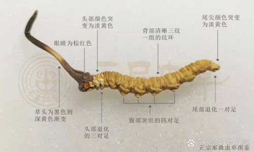 中草药桑寄生的功效网—知名的桑寄生的药用网站,分享中草药桑寄生的功效是什么知识